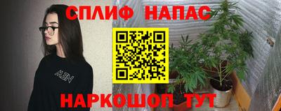 спиды Кингисепп