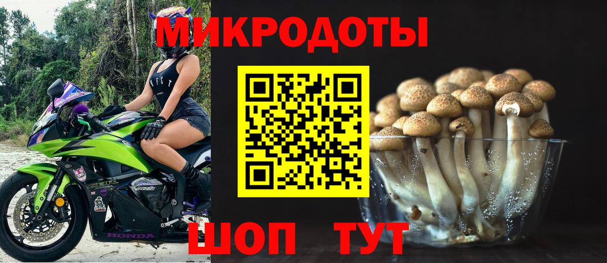 Галлюциногенные грибы Psilocybe Элиста
