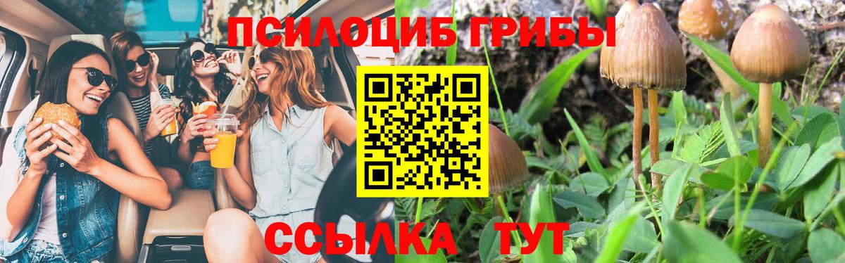 как найти наркотики  Галлюциногенные грибы Psilocybe  Вход с VPN  Элиста  Галлюциногенные грибы GOLDEN TEACHER 